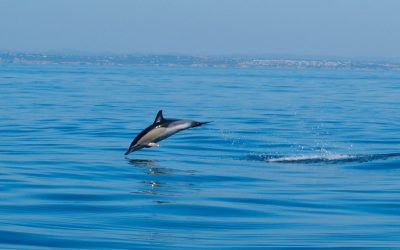 Dolphin Trip: Make Someone’s Day
