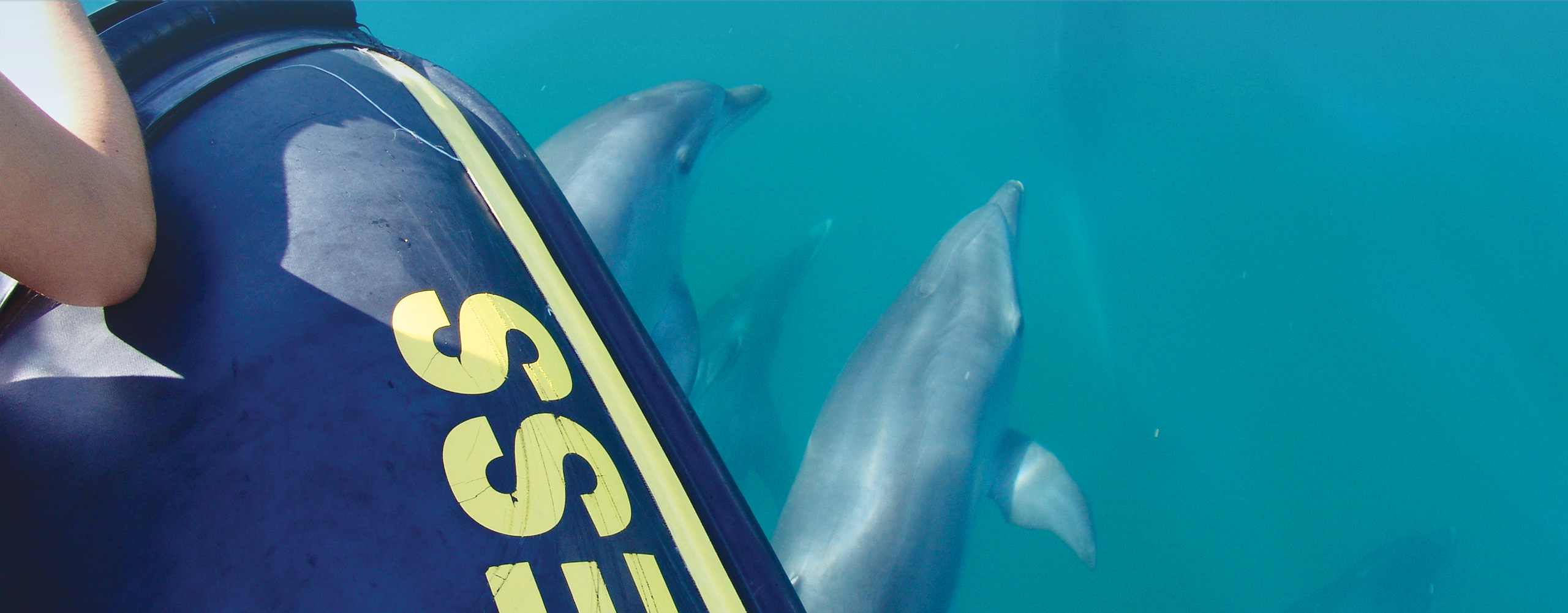 bottlenose dolphins dolphin water algarve vilamoura