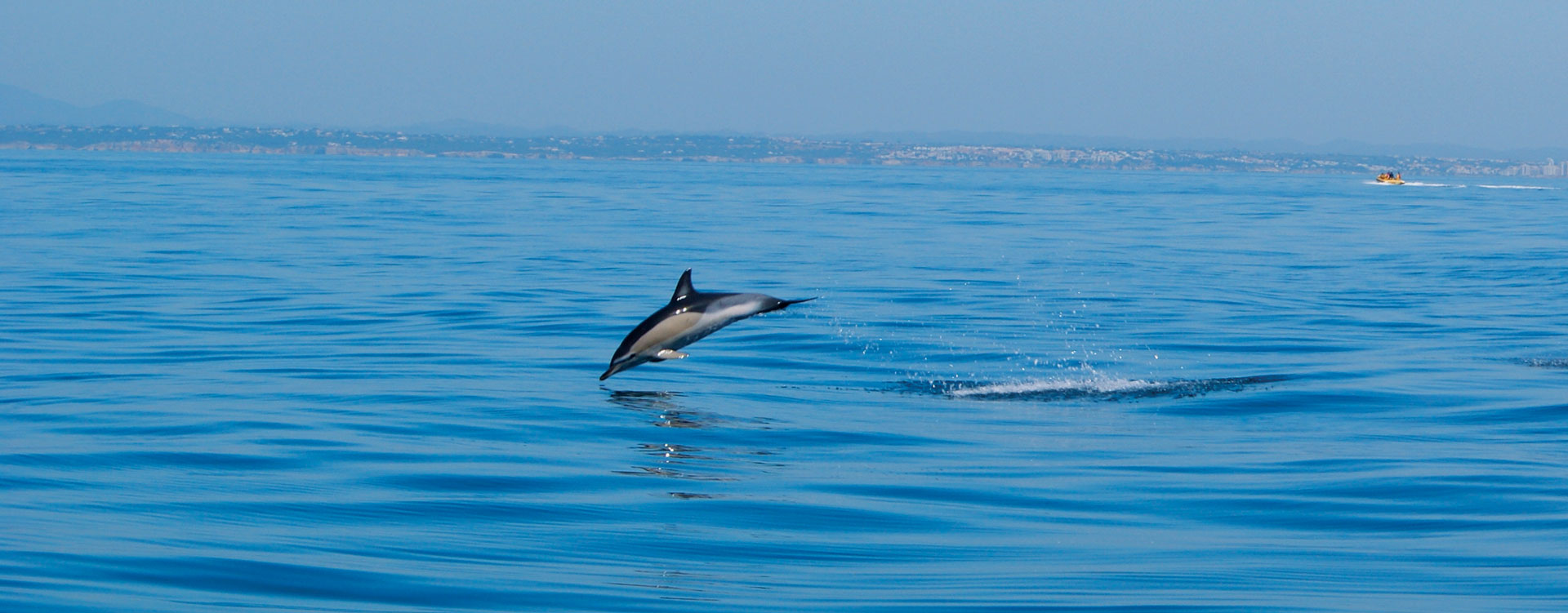 dolphins dolphin water algarve vilamoura