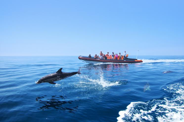 COMFY BOAT TO VISIT DOLPHINS